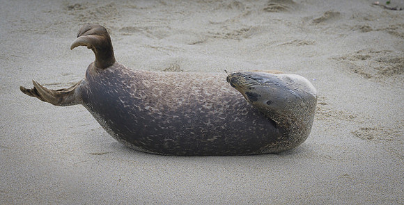 Harbor Seal