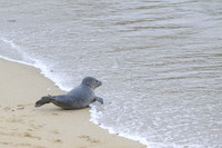 Harbor Seal
