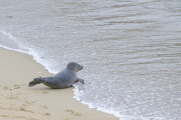 Harbor Seal