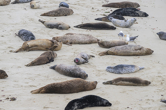 Harbor Seal