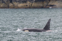 Orca - Killer Whale
