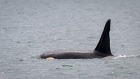 Orca - Killer Whale