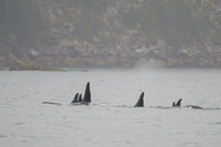 Orca - Killer Whale