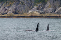 Orca - Killer Whale