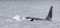 Orca - Killer Whale