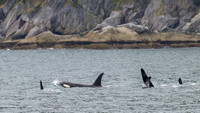 Orca - Killer Whale