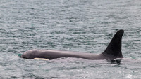 Orca - Killer Whale