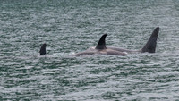 Orca - Killer Whale