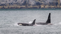 Orca - Killer Whale