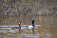 Lesser Scaup
