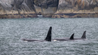 Orca - Killer Whale