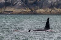 Orca - Killer Whale