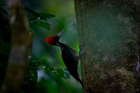 Lineated Woodpecker