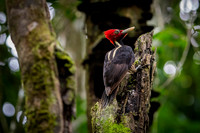 Lineated Woodpecker