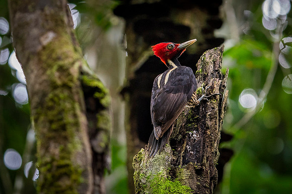 Lineated Woodpecker