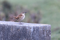 Bar-winged Cincodes