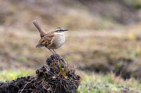 Bar-winged Cincodes