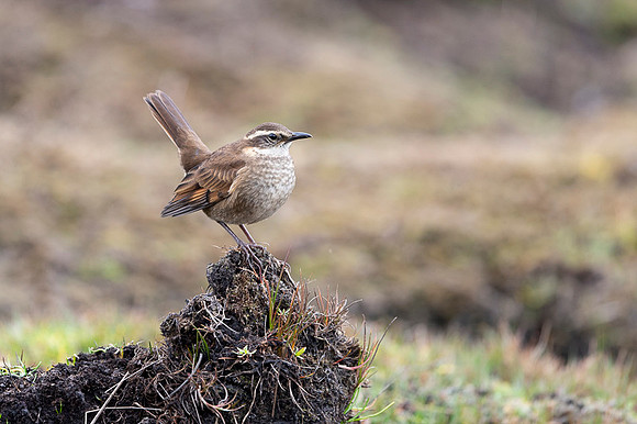 Bar-winged Cincodes