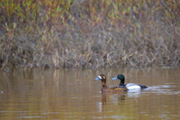 Lesser Scaup