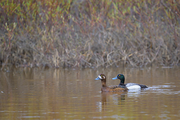 Lesser Scaup