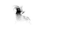 Bighorn sheep