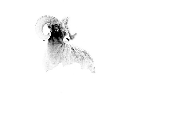 Bighorn sheep