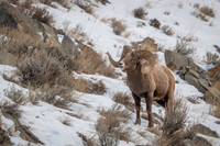Bighorn sheep