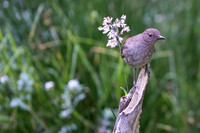 Tropical Mockingbird