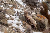 Bighorn sheep