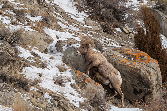 Bighorn sheep