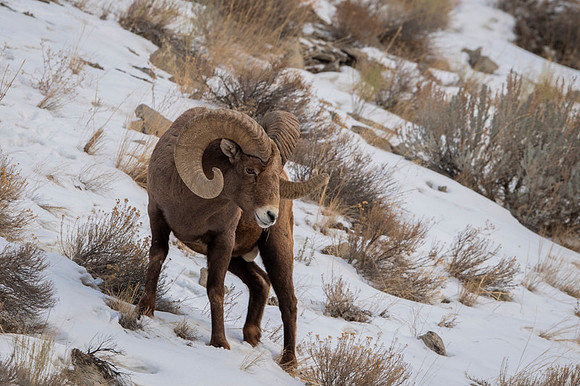 Bighorn sheep