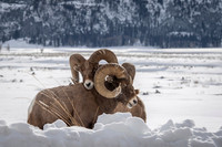 Bighorn sheep
