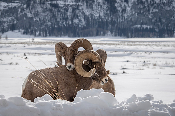 Bighorn sheep
