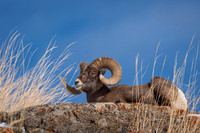 Bighorn sheep