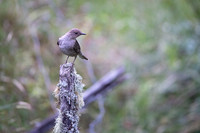 Tropical Mockingbird