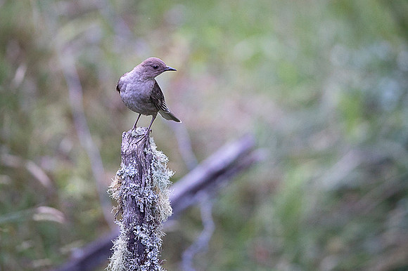 Tropical Mockingbird