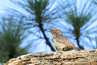 Northern Flicker