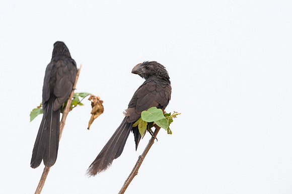 Smooth-billed Ani