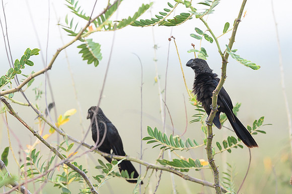 Smooth-billed Ani