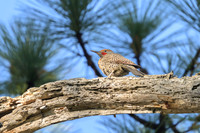 Northern Flicker