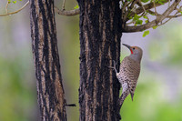 Northern Flicker