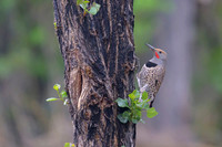 Northern Flicker