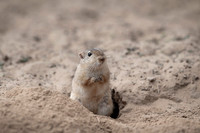Desert jird