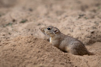 Desert jird