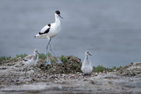 Avocet / Szablodziób