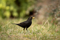 Common Blackbird / Kos