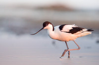 Avocet / Szablodziób