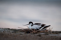 Avocet / Szablodziób