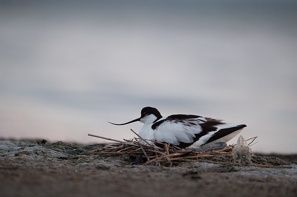 Avocet / Szablodziób