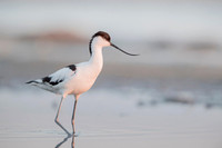 Avocet / Szablodziób